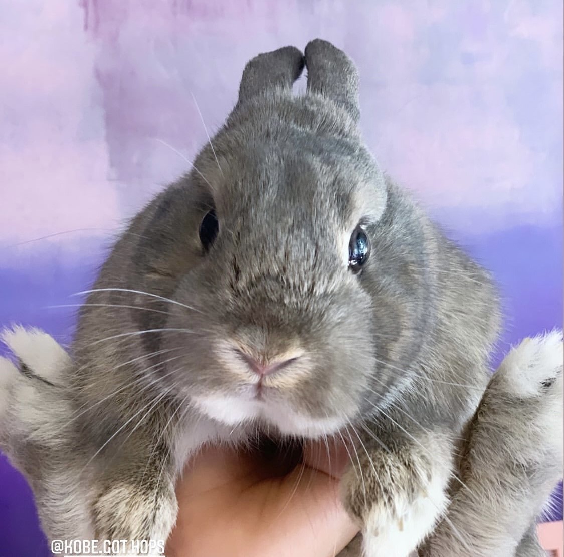 How Pets Make You Happy Kobe The Bunny