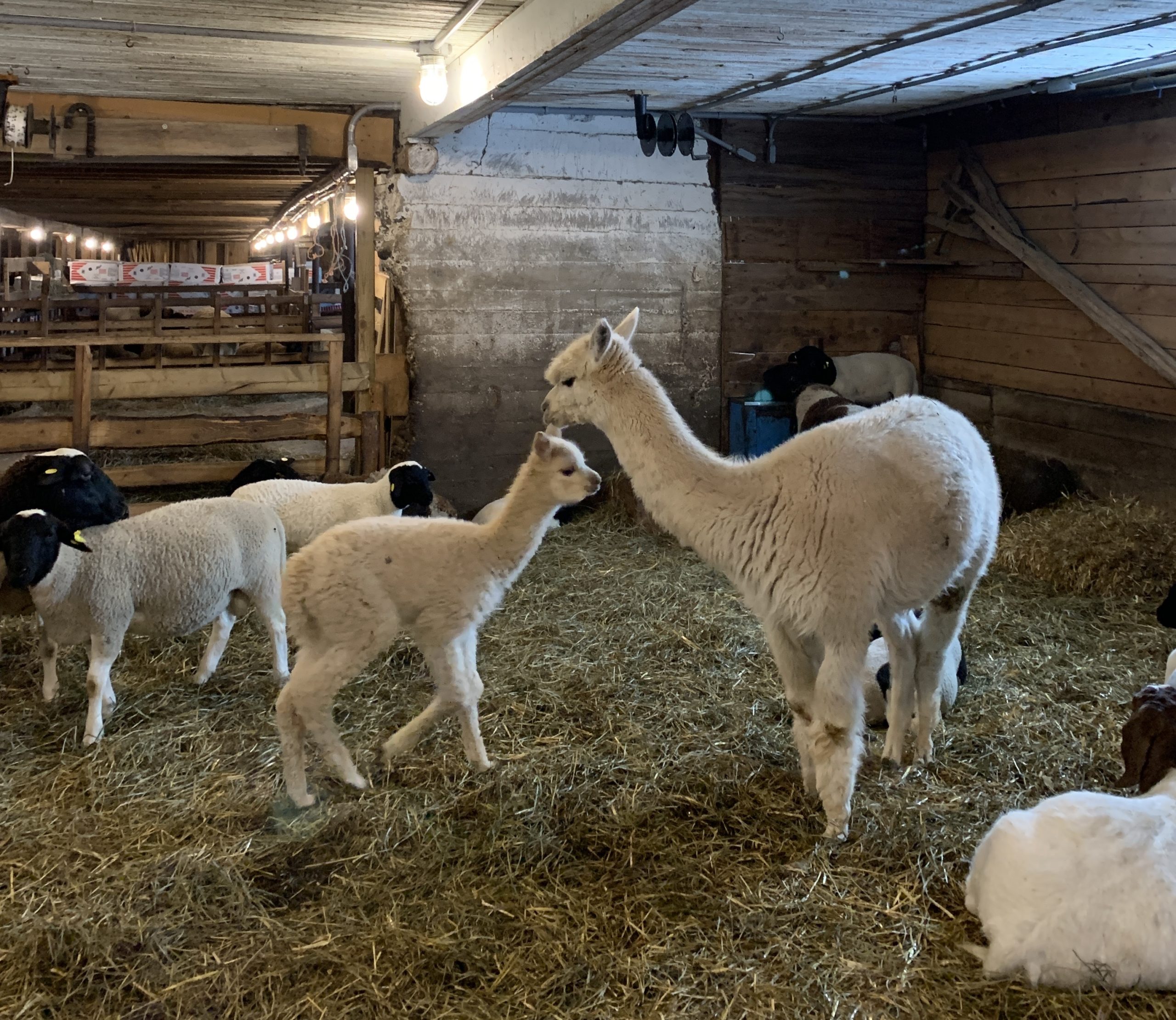 Walk an Alpaca Things to do near Montreal