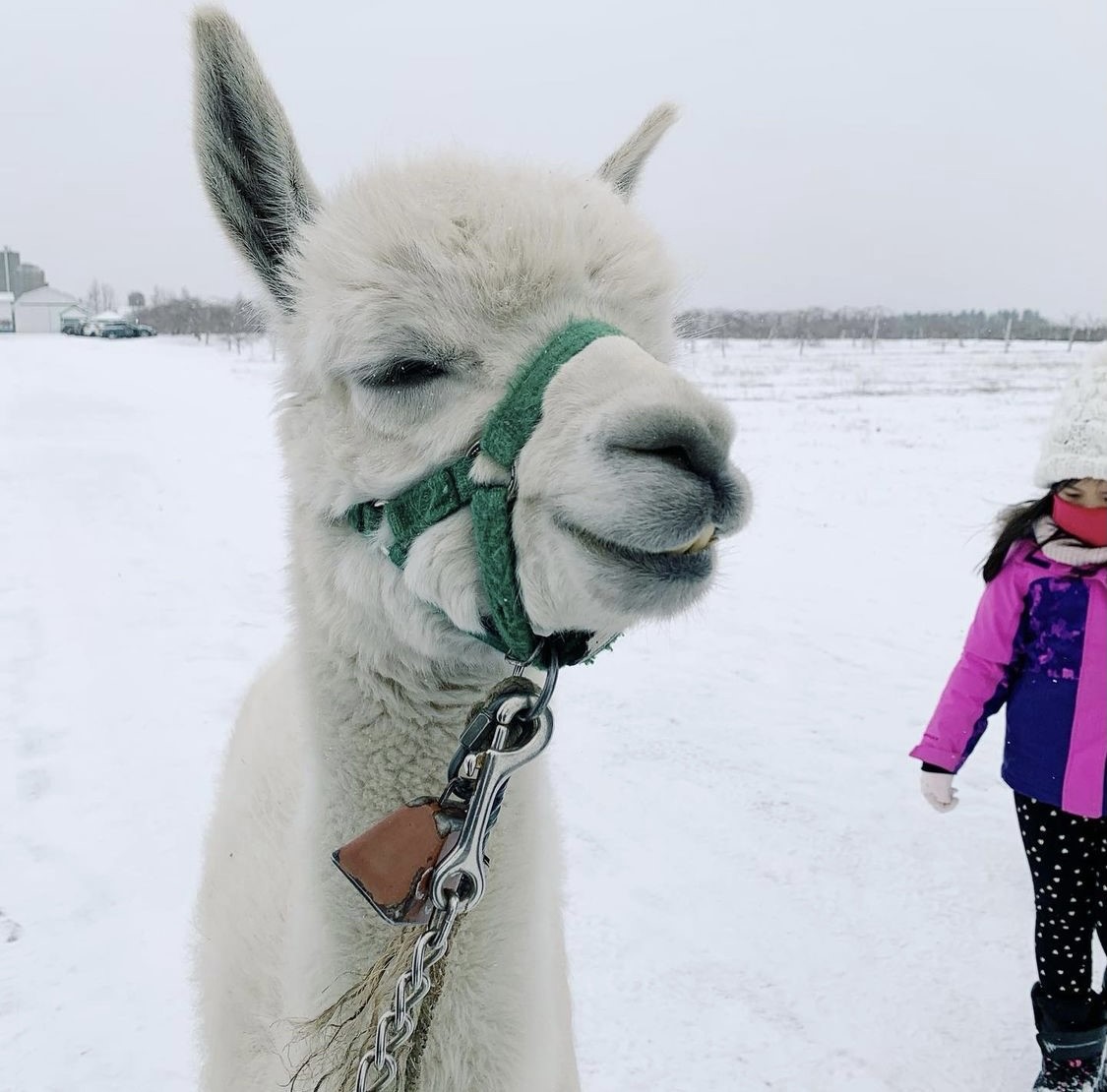 Walk an Alpaca Things to do near Montreal