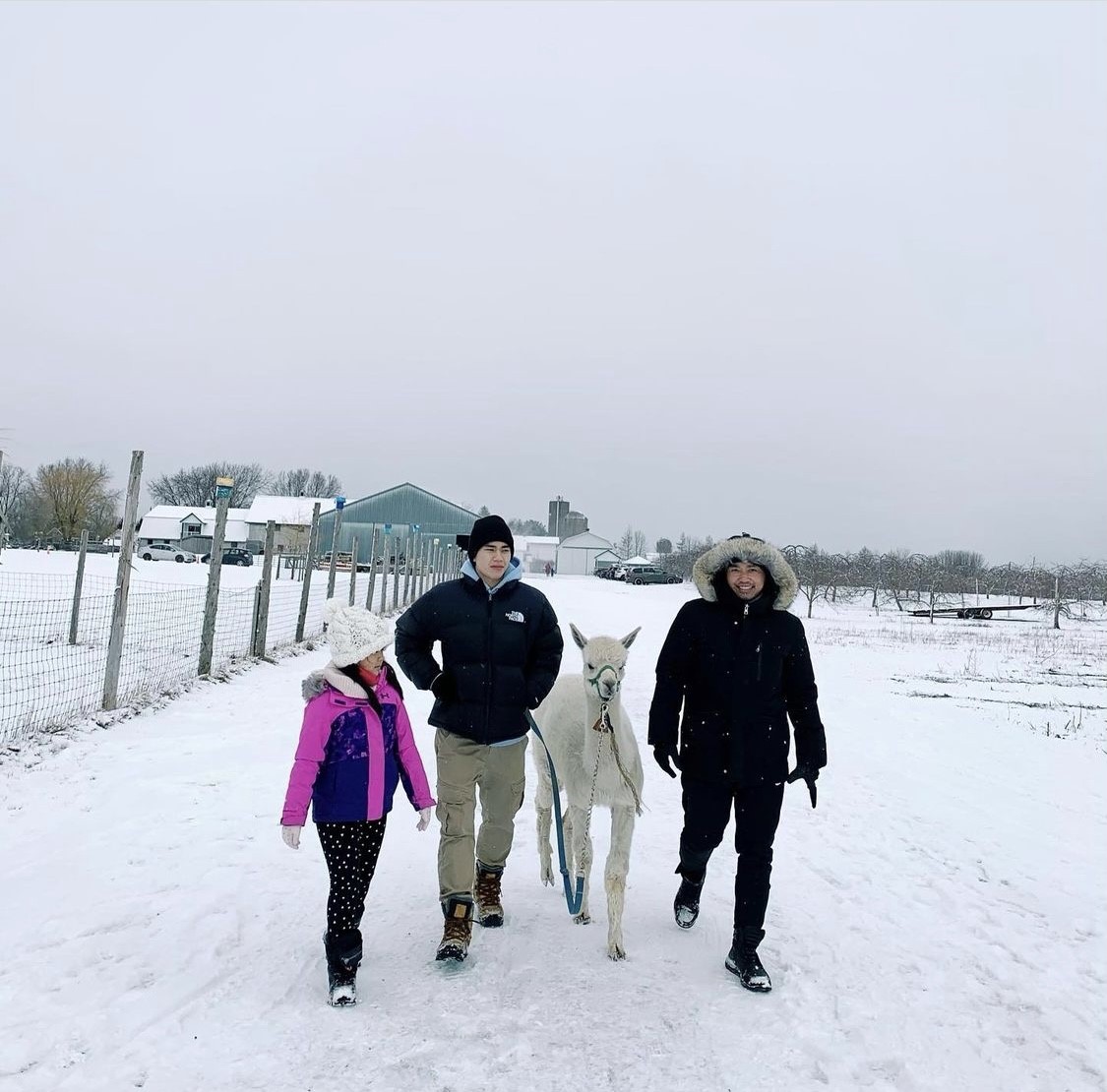 Walk an Alpaca Things to do near Montreal