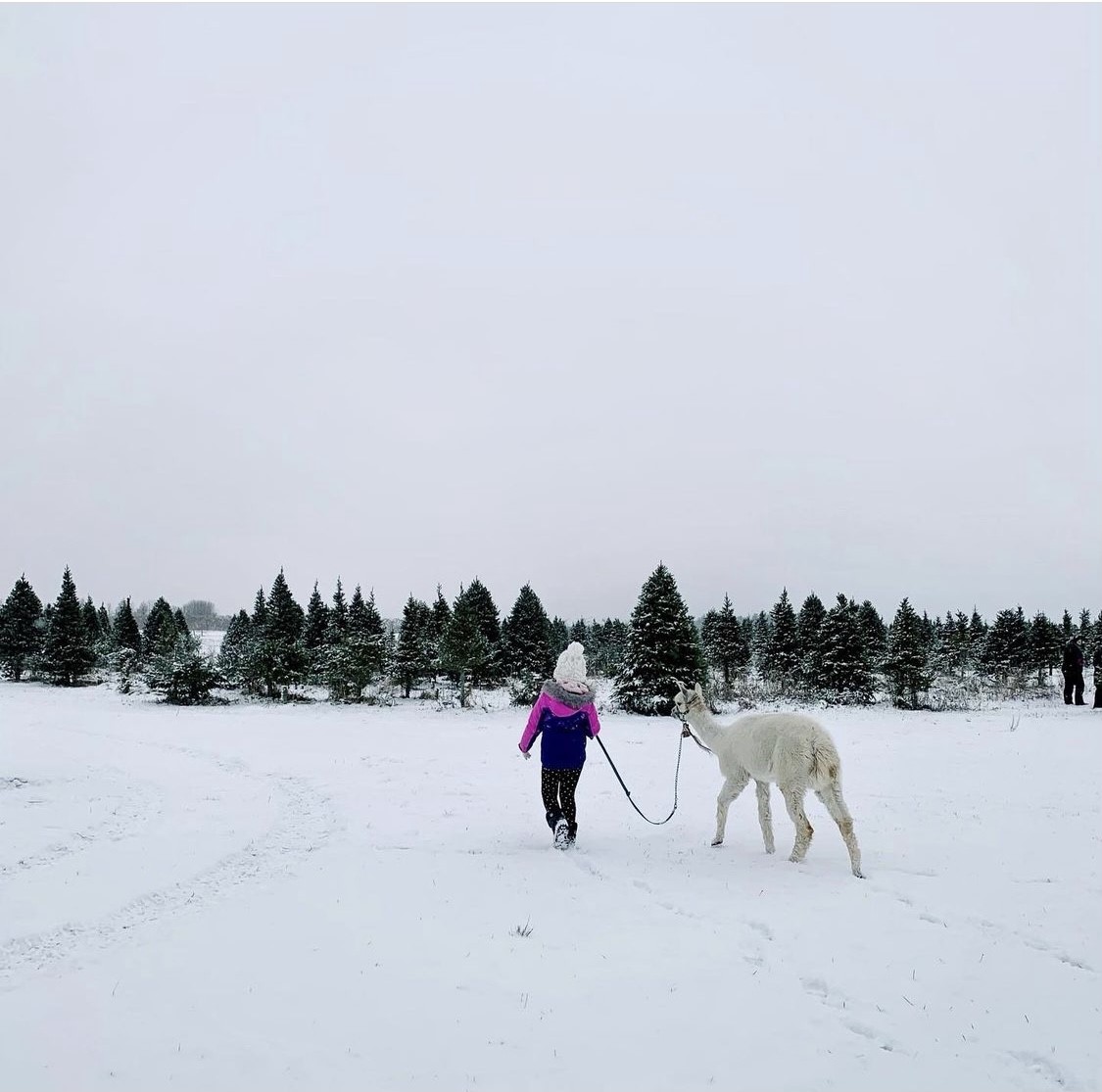 Walk an Alpaca Things to do near Montreal